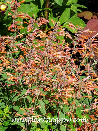 Summer Sunset Agastache (Agastache rupestris)